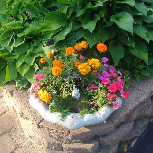 boneprinces:Every year I plant this mini garden for my knome in an old bird bath. This year I gave h