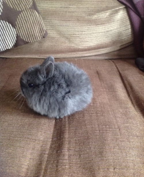 awwcutepets:This dust ball just jumped at me, help.