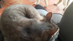 my usually non-lap-sitter-cat was quite cuddly