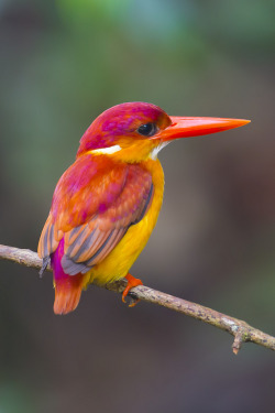 loveforearth:  Rufous-Backed Kingfisher (Ceyx