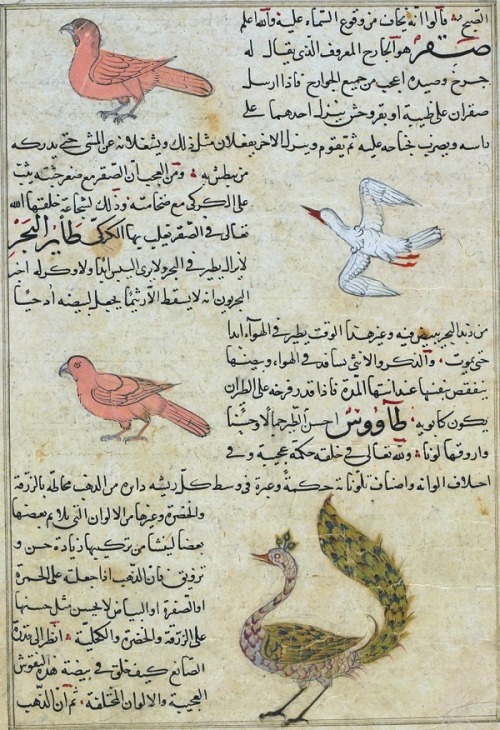 heracliteanfire: Whistler (Safir), Sea Bird (Ta'ir al-Bahr), Peacock (Ta'wa'us), from Aja'ib al-makh