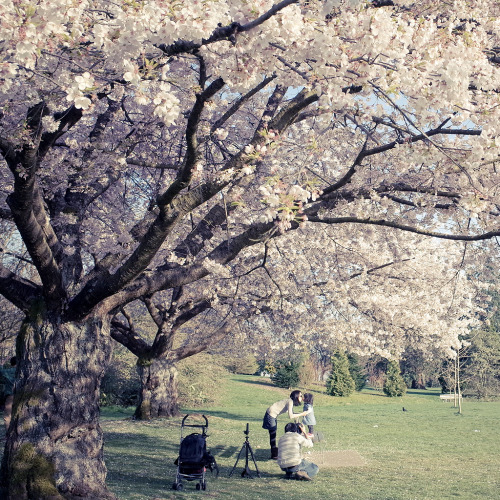 samuraibleu: Family Portrait under Cherry Blossoms (by どこでもいっしょ)