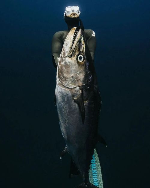 Nice catch #dogtoothtuna Reposted from @davidochoapt Some of my favorite moments from &ldquo;Inf