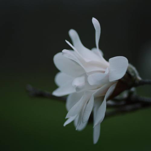 eternalgoodness: Is it spring yet? #macro #tokina #tokina100 #spring #flowers #flower #nova #virgini