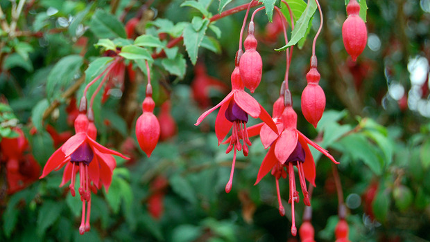 Fuchsia plant is a popular garden shrubs, they... | The Poison Diaries