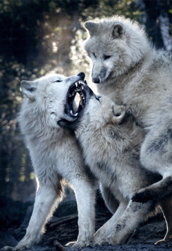 johnnybravo20:  Arctic Wolf (by Mladen Janjetovic)