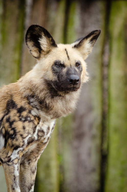 XXX wild-diary:African Wild Dog || Mathias Appel photo