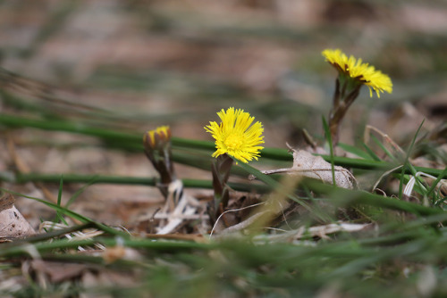 Tussilago farfara, Coltsfoot.