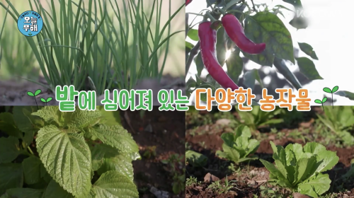 이거 고구마 아냐? are those not sweet potatoes?• 이거 this, this thing (이 this, 것 thing)• 고구마 sweet potato, y