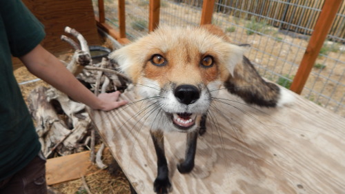 The many facial expressions of vulpes vulpes; foxes show their love and affection in many ways, thei