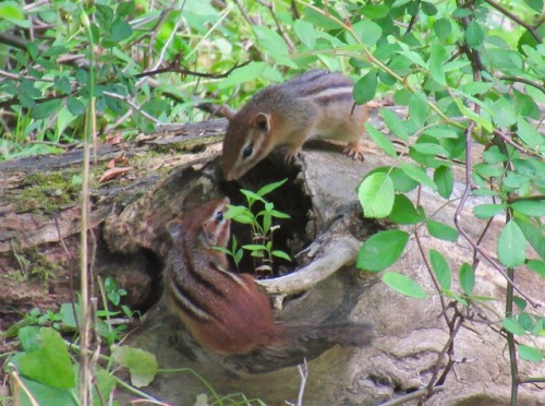These two chipmunks were too cute with each other! And they were keeping an eye on me.