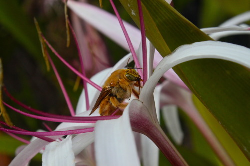 giant Hawaiian bumble bee&hellip;