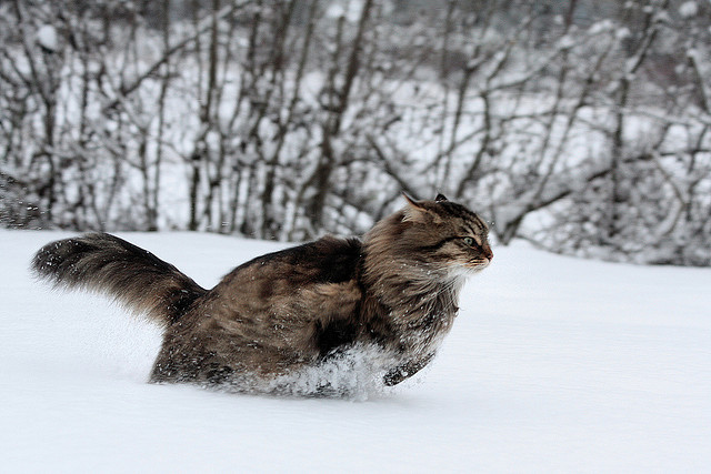mostlycatsmostly:  (via Noiro-Françoise)