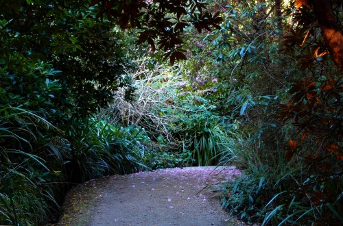 troglodytemakesthings:  Dunedin Botanical Gardens, New Zealand - 2013