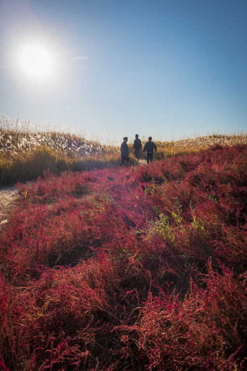 More seepweeds, Gaetgol Ecological Park, Siheung.