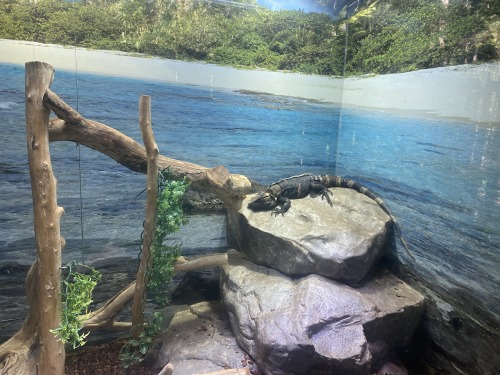 Black spiny-tailed iguana at Salisbury Zoo in Salisbury, Maryland 