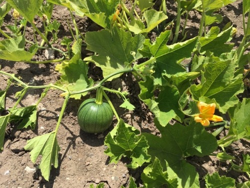 A pumpkin plant on the property that already has vines several feet long and a pretty good sized pum