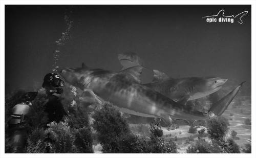 epicdiving:Where’s Waldo? #tigerbeach #tigershark #sharkdive #seesharks #sharksareawesome #sha