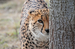 bigcatkingdom:  Cheetah (Acinonyx jubatus)