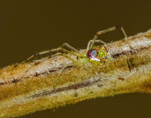 asylum-art:These Spiders Look Like They’re Covered In Mirrors This isn’t a stained-glass