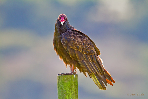 dezzoi:  Turkey Vulture Black Vulture King Vulture Greater and Lesser Yellow Headed