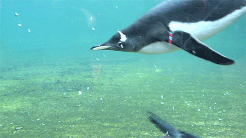 budgiechops:I went to Edinburgh zoo yesterday and finally got to see penguins! They were so cute and