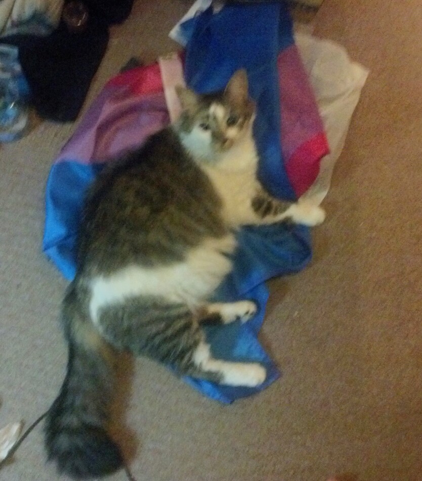 nooffswitch:  Pippin the unofficial official Bi Pride cat. He loves the Bi flag and