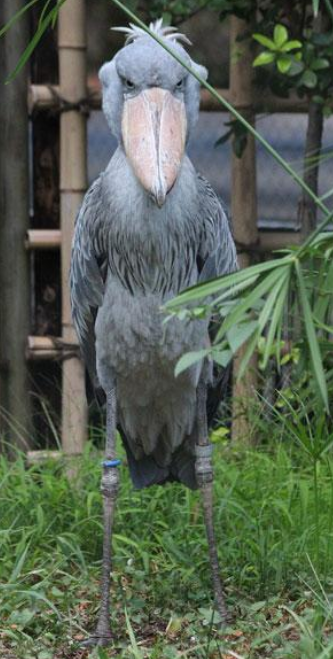 my-favorite-aesthetics:  biggest-gaudiest-patronuses:  biggest-gaudiest-patronuses: why are birds so cursed A Non-Comprehensive List of Birds That Piss Me Off  1. Dracula Parrot. This thing pisses me off like, a bunch 2.  King Vulture. the felted craft