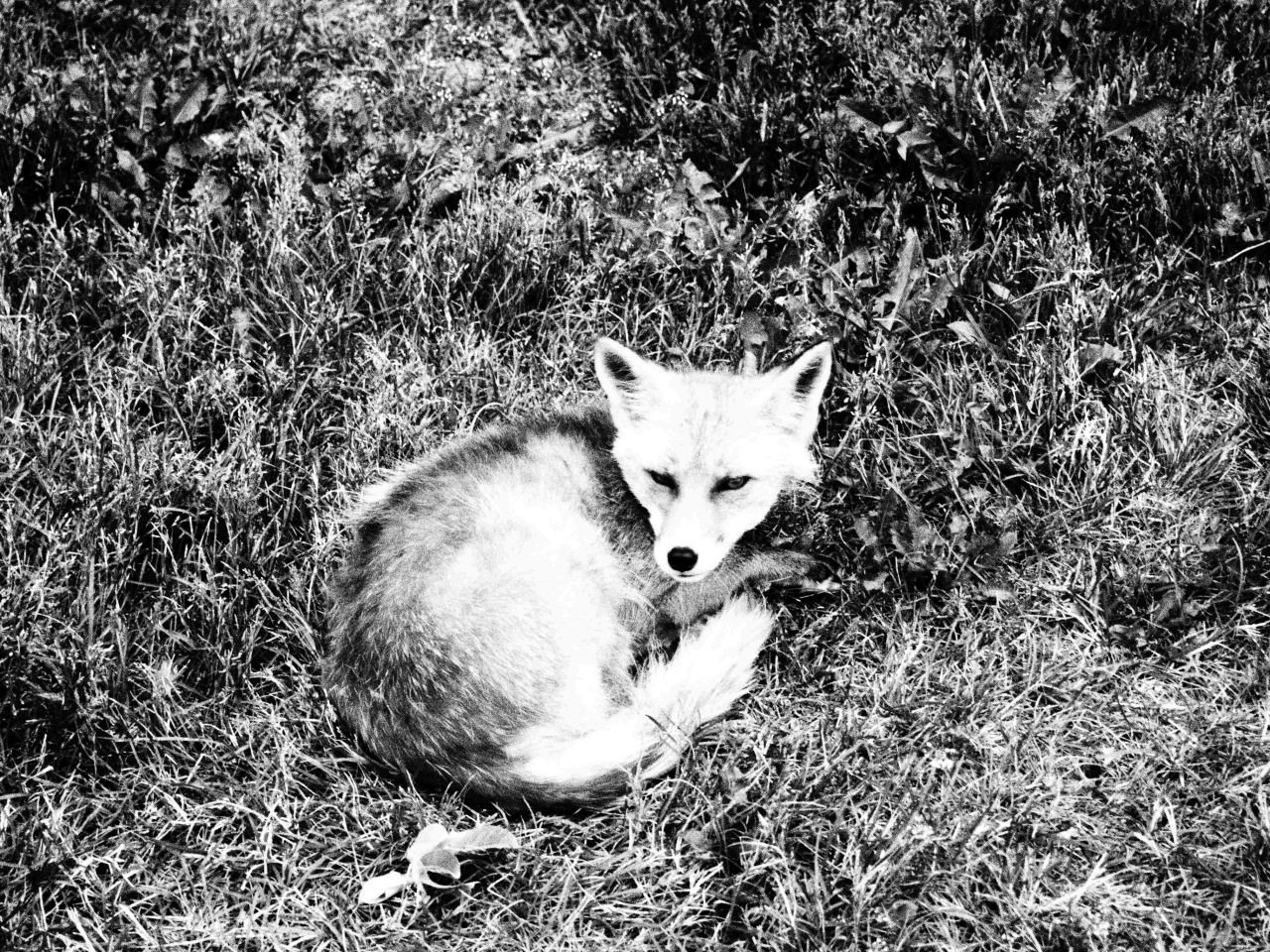 jiji-de-jiji:  夏のキタキツネ FoxHokkaido Japan What country do you live in?