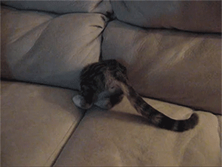 sizvideos:  Kitten in the couch - Video 