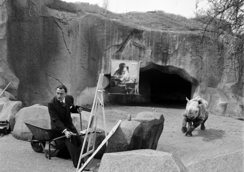 Salvador Dali set up his easel at the Zoo de Vincennes to paint a rhino, 1955