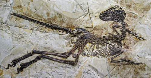 typhlonectes:  ‘Big Bird’ dino: Researchers discover largest ever winged dinosaurby Michael BalterResearchers now report finding the largest ever winged dino in China,  a sleek, birdlike creature adorned with multiple layers of feathers all  over