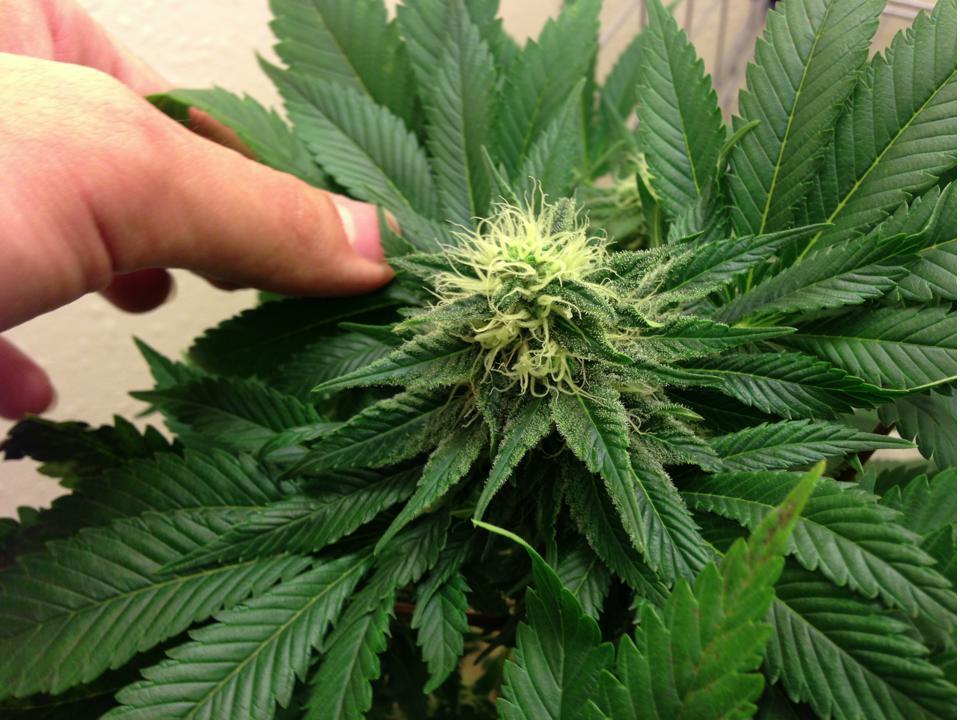 weedporndaily:  Week 5 of Flower, 23w x 6 CFL grow