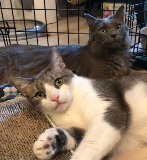 shenannygans: shelterpetproject: HOW CAN YOU NOT KEEP MR. KITTY AND DUSTY GREY TOGETHER? These five-