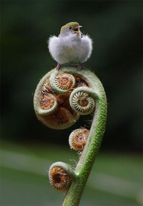 oceaniatropics - juvenile Splendid Fairywren, Victoria,...