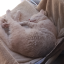 kittenwhips