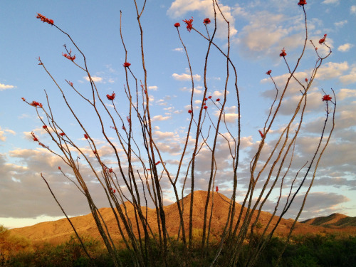 thelostcanyon:Ocotillo (Fouquieria splendens), Santa Rita foothills, Pima County, Arizona.
