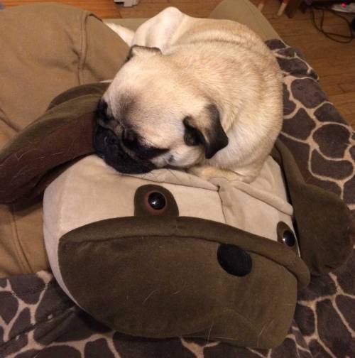 wombatarama: pug on pug