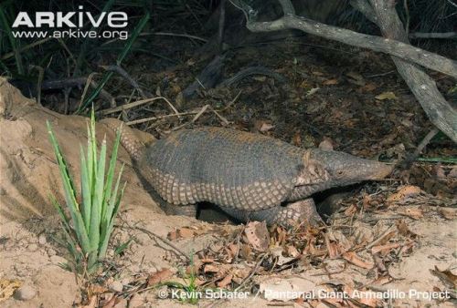 zsl-edge-of-existence:Unlike most armadillos, the giant armadillo is incapable of rolling into a bal
