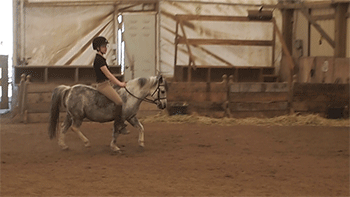 eyesup-heelsdown:  peace-love-and-ponies:  horsesornothing:  eyesup-heelsdown: my