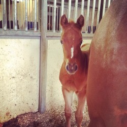 breedshowbadass:  Bobby’s BR Maximus filly