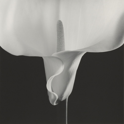 A major Robert Mapplethorpe retrospective is coming to the Getty and LACMA in 2016.