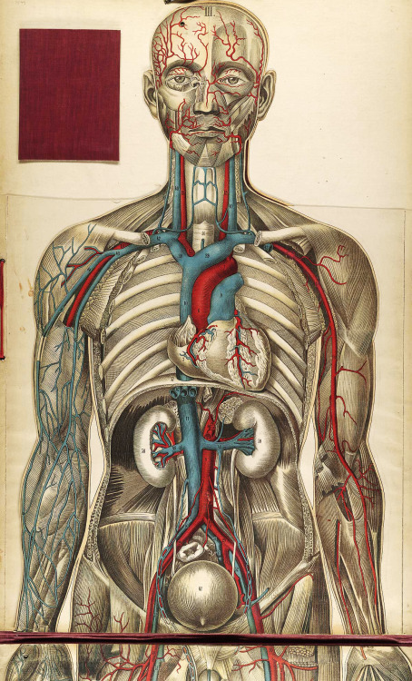 senjukannon:Historical Anatomy.