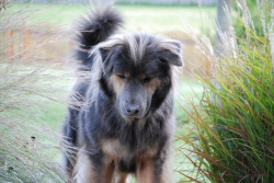earthlynation:  This is my dog Sydney, he’s an Australian Shepard Chow mix! Could you please post this if you have the time! Thanks! Your blog rocks! submitted by spotteddogz 