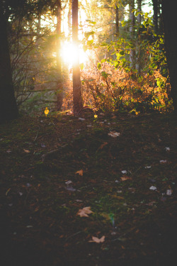 effervescentvibes:  darkcoastphotography:  'A Fertile Altar'Vancouver Island, British Columbiatumblr | flickr | facebook | society6 | instagramDo Not Remove My Credits    good vibes here 