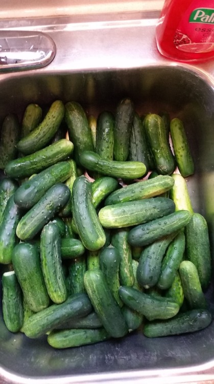 thegardendiary:August 2nd, 2018 2 bushels of cucumbers 2 days of hard work And 95 jars of pickles in