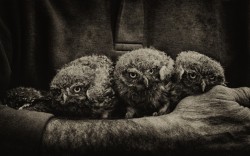  Little Owls by joostvandoorn Picture of young Little Owls during the ringing of these birds. animal,athene,athene noctua,b&amp;w,b/w,bird,blackandwhite,bw,holland,juvenile,little owl,netherlands,owl,ringing 