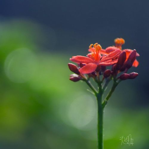 Jatropha  #flowersofinstagram  #floral_shots  #exquisitepics20_floral  #exquisitepics20_macro  #9vag