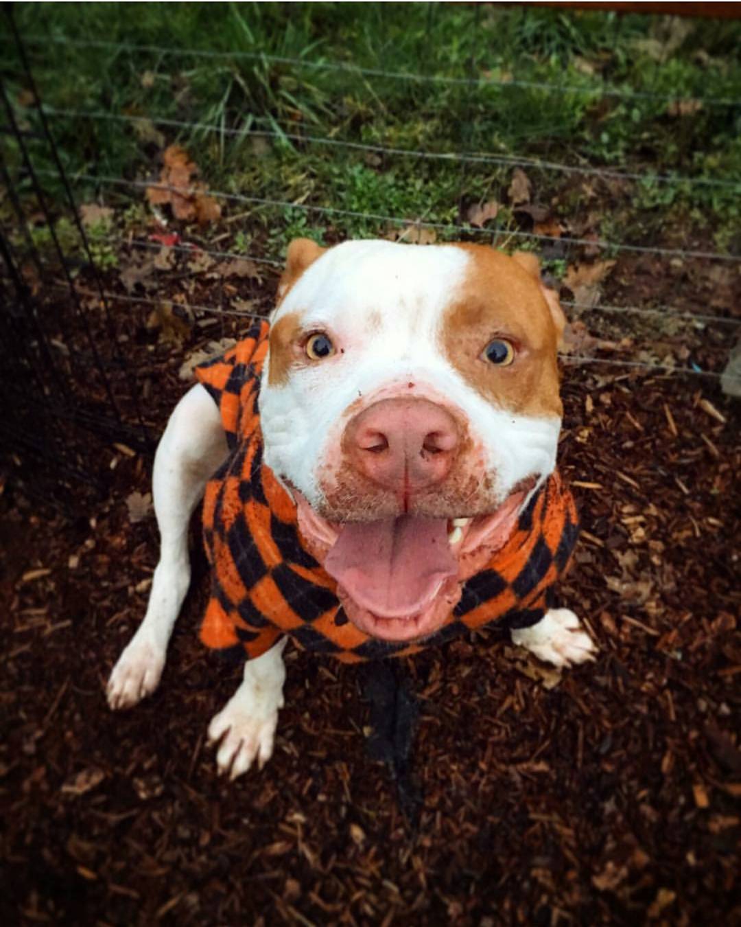This little Ham is available for adoption through @nwdogproject. Looks similar to