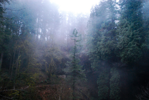 hannaphylactic:Silver Falls | Oregon